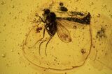 Three Fossil Flies (Diptera) In Baltic Amber #109426-2